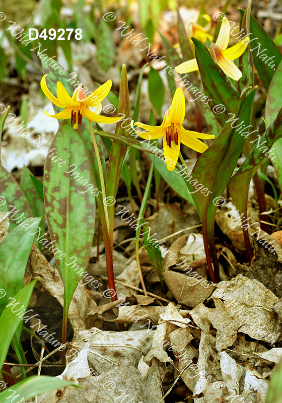 Yellow Trout Lily (Erythronium americanum)